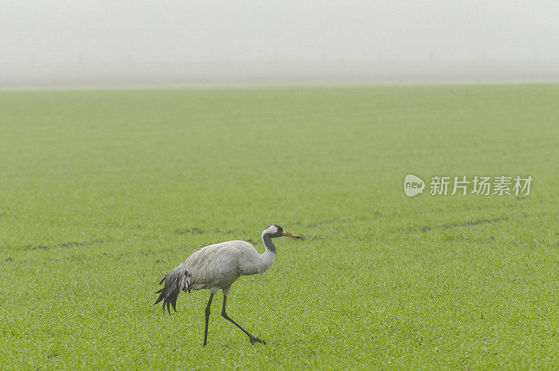 在迁徙季节的普通鹤(Grus Grus)